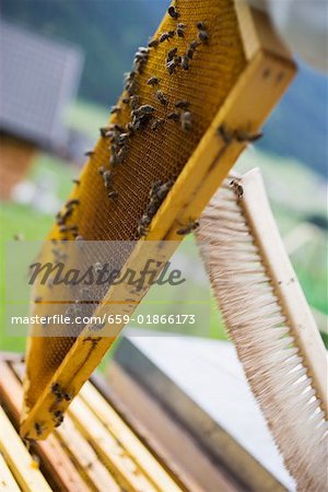 Brushing bees off a honeycomb
