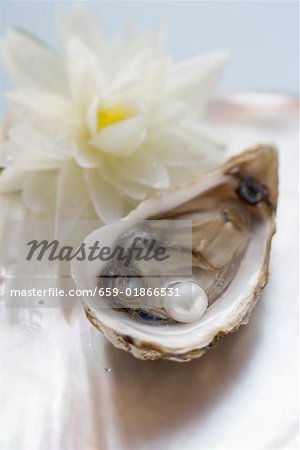 Fresh oyster with pearl, white water lily behind