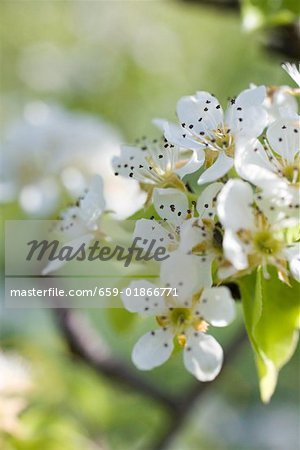 Pear blossom on branch