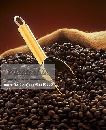 Roasted coffee beans with golden scoop in jute sack