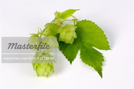 Fresh hop cones with leaf Fresh hop cones with leaf