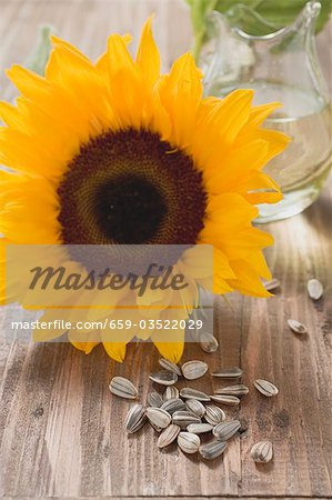 Sunflower, unshelled sunflower seeds and sunflower oil