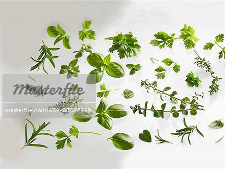 Fresh herbs: basil, rosemary, thyme, hyssop etc. Fresh herbs: basil, rosemary, thyme, hyssop etc.