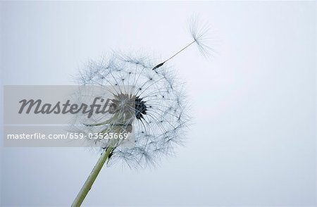 A dandelion clock