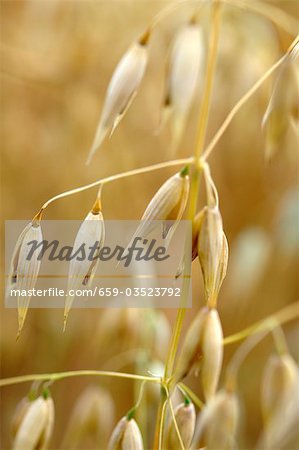 Ear of oats in an oat field