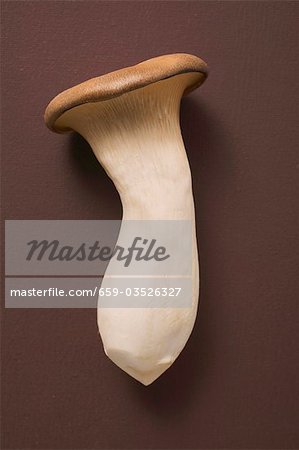 A king oyster mushroom