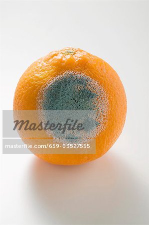 Mouldy orange