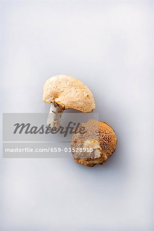 Two wood hedgehog mushrooms