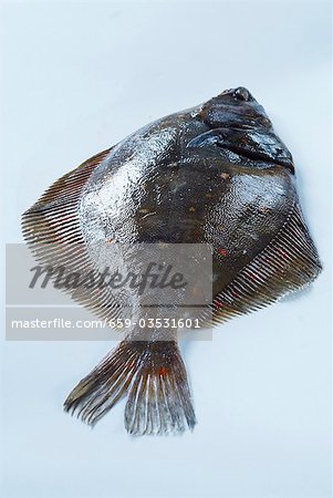 A fresh turbot on pale blue background