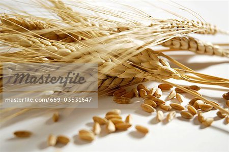Emmer (Triticum dicoccon, wheat variety) Emmer (Triticum dicoccon, wheat variety)