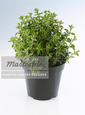 Oregano in a pot