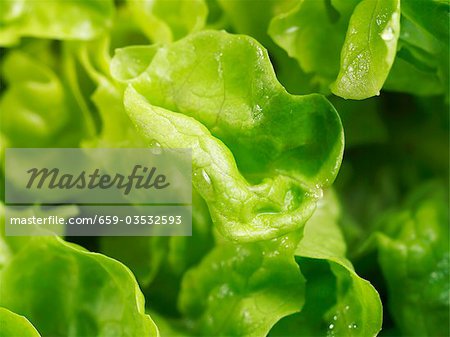 Fresh lettuce (close-up)