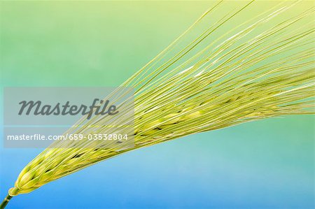 Ear of barley