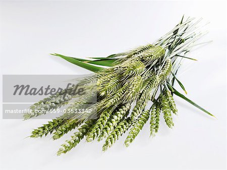 Ears of wheat and rye Ears of wheat and rye