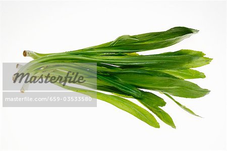 Culantro (Thai parsley)