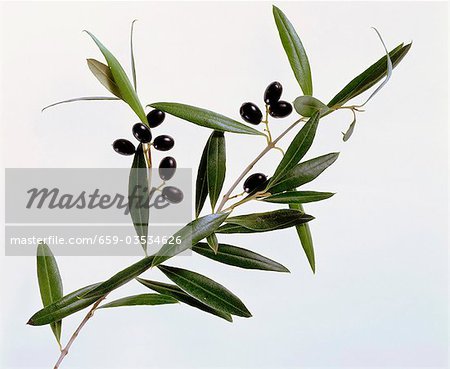 Olives on branch