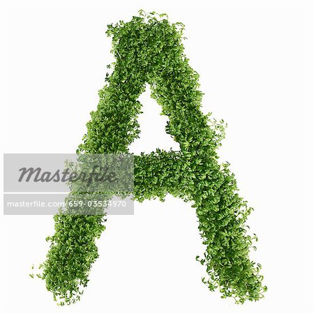The letter A in cress