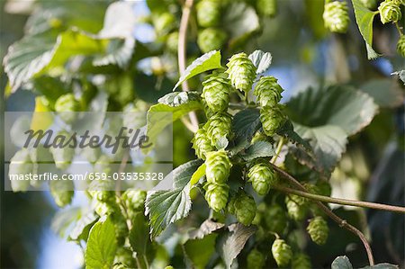 Hop plant with buds (Humulus lupos)