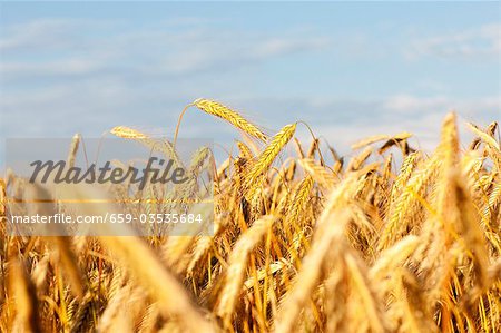 Rye field