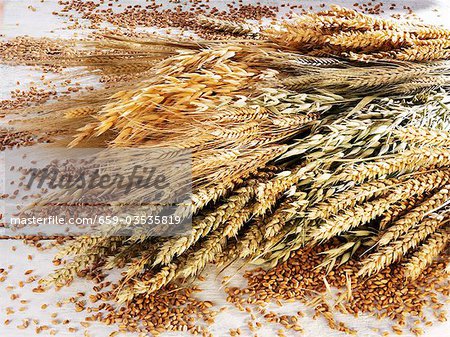 Various cereal ears (wheat, rye, oats, barley) Various cereal ears (wheat, rye, oats, barley)