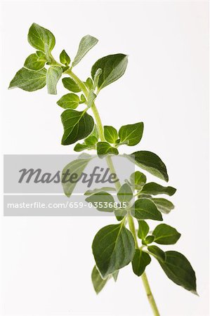 A sprig of oregano A sprig of oregano