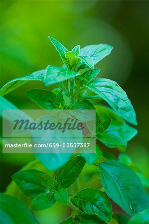 Oregano growing in a garden Oregano growing in a garden