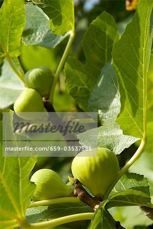 Figs on the tree (close-up)