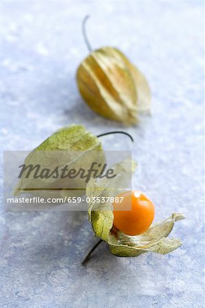 Physalis