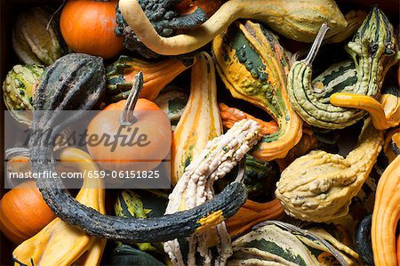 Various Gourds From Farmer's Market in New Jersey