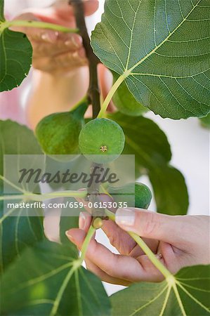 A woman showing figs on a tree