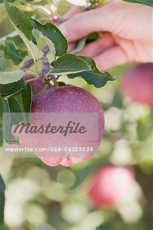 A hand holding a branch with apples