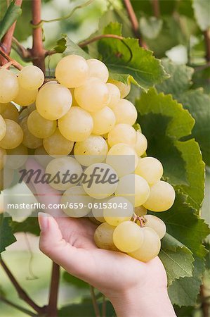 A hand showing green grapes on a vine