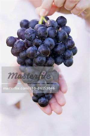 Hands holding red wine grapes Hands holding red wine grapes