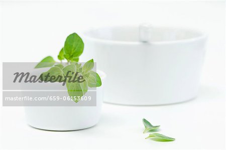 Fresh oregano in a bowl Fresh oregano in a bowl