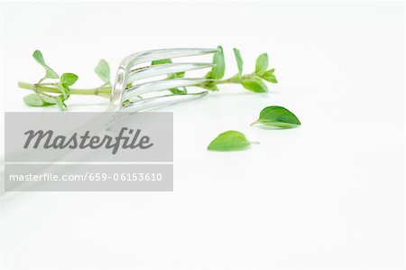 Fresh oregano with a fork Fresh oregano with a fork