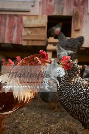 Rooster and Chickens; Hen House