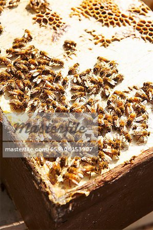 Bees on Hive Cover