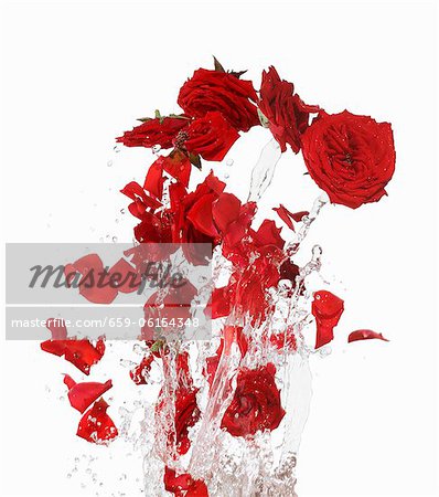 Red rose petals making a splash