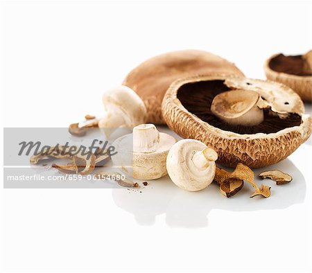 Various mushrooms on a white surface