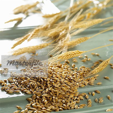 Barley corns and ears Barley corns and ears