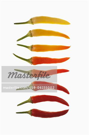 A row of chilli peppers (ripe and unripe) A row of chilli peppers (ripe and unripe)