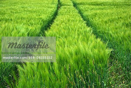 Tractor tyre marks in a barley field Tractor tyre marks in a barley field
