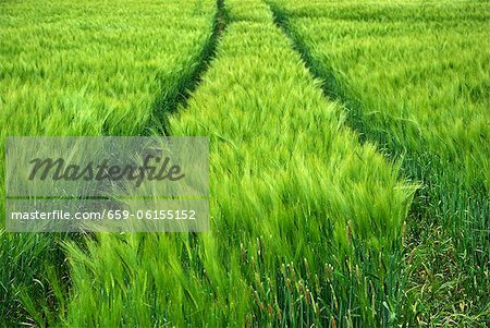 Tractor tyre marks in a barley field