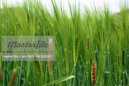 A barley field (close-up) A barley field (close-up)