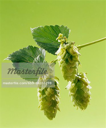 Sprig of hops