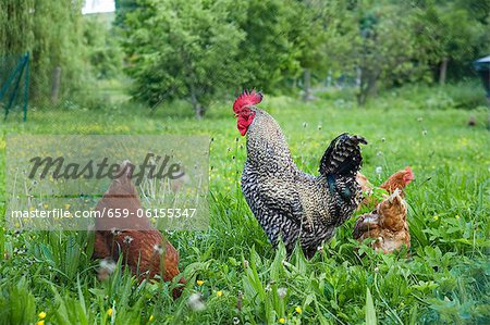 Cock and two hens in grass