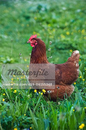 Hen in grass