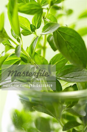 Oregano