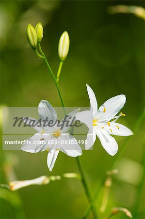 Spider plant (anthericum)