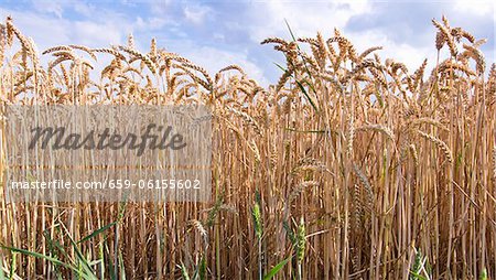 Wheat field